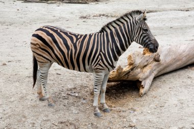 Zebra Hayvanat Bahçesi