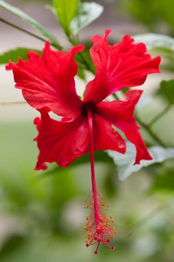 hibiscus çiçeği