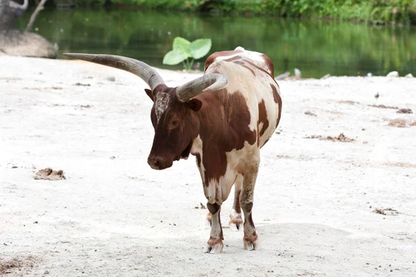 Kráva u rybníka — Stock fotografie