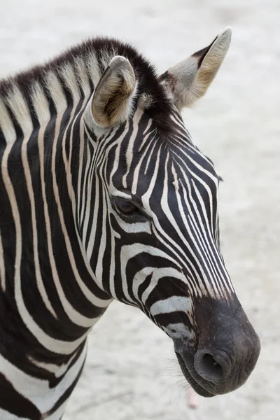 stock image Zebra head