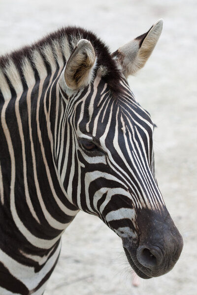 Close up shoot of zebra head