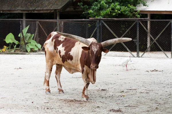 Kráva na farmě — Stock fotografie