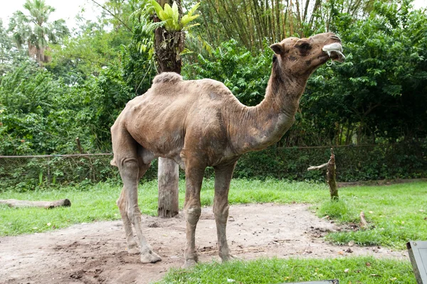 stock image Camel in zoo