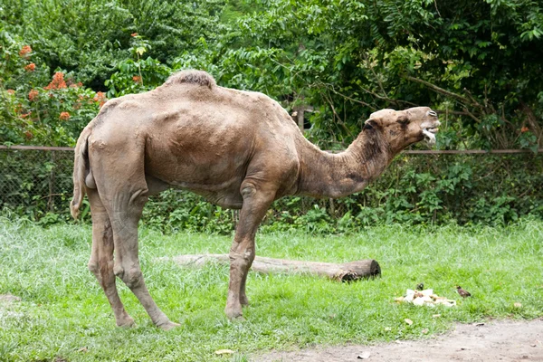 Cammello nello zoo — Foto Stock
