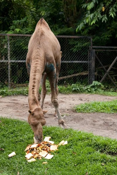 stock image Feeding camel