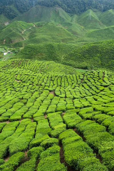 Teeplantage — Stockfoto