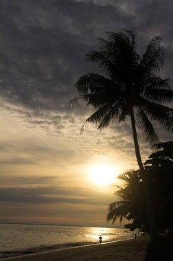 Coconut palm tree at sunrise clipart