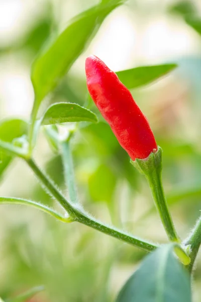 Червоний перець чилі рослина — стокове фото