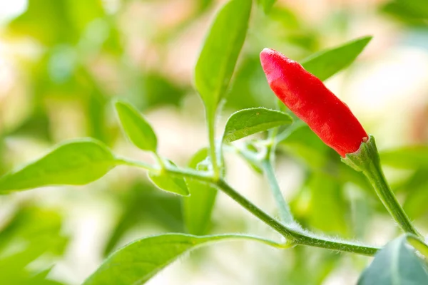 Piros chili paprika növény — Stock Fotó