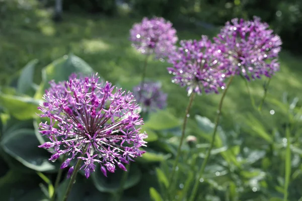 Allium aflatunense. Garden flowers. — Stock Photo, Image