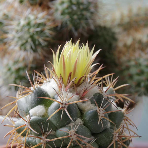 Kaktus med gul blomma. — Stockfoto
