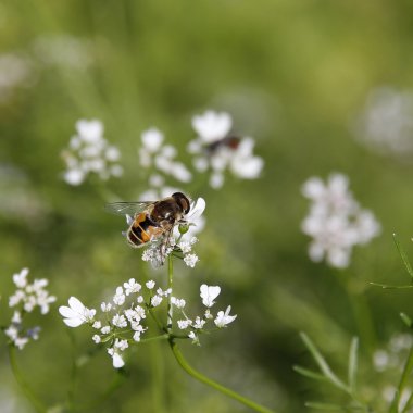 Bee on coriander flowers. clipart