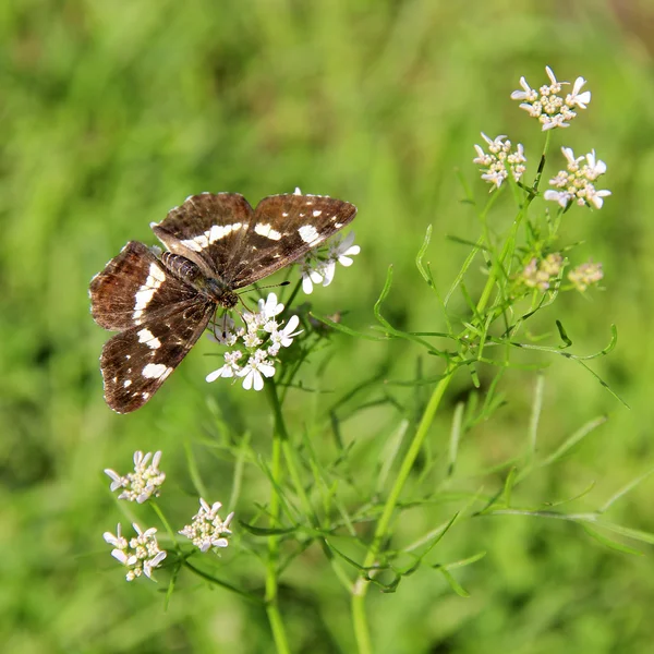 Butterfly (Araschnia levana f. prorsa) — Stock Photo, Image