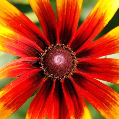 Coneflower (Rudbeckia).