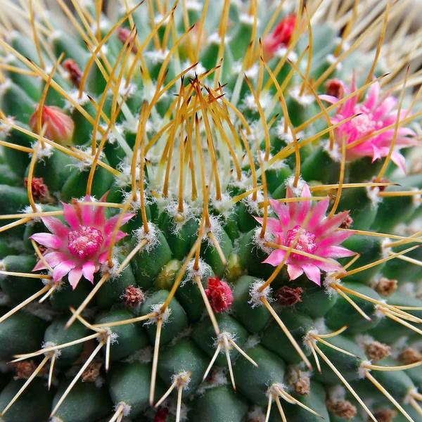 Pink flowers of blossoming cactus. — Stock Photo, Image