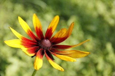 Coneflower (Rudbeckia).