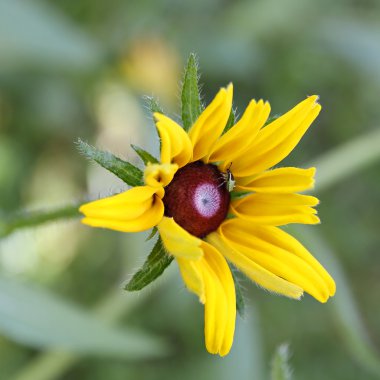 rudbeckia (coneflower sarı çiçek böcek).