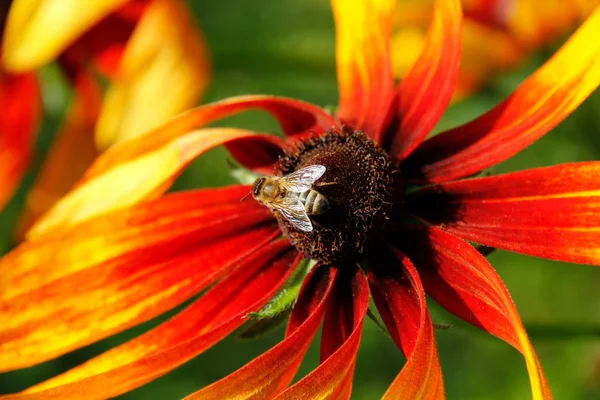 Bee on Rudbeckia flower(Coneflower). — Stock Photo, Image