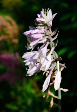 Bloom hosta (funkia).