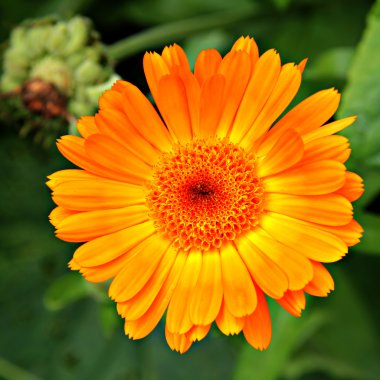 Calendula (su) çiçek.