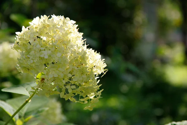 Bloemen van witte hortensia (hortensia). — Stockfoto
