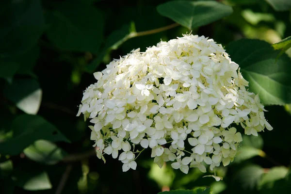 Weiße Hortensien (Hortensien) in voller Blüte. — Stockfoto