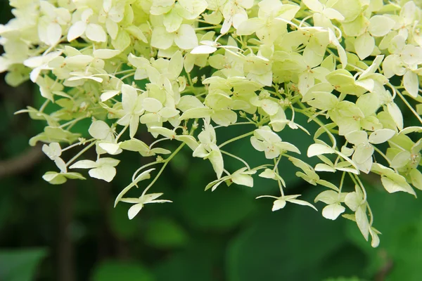 Witte hortensia (hortensia) in bloei. — Stockfoto