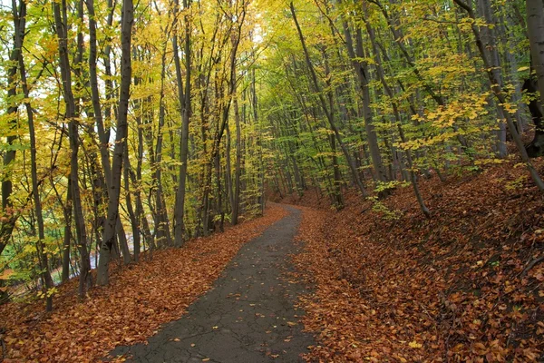 Autumn Path — Stock Photo, Image