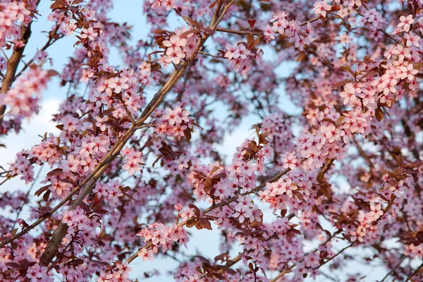 Våren — Stockfoto