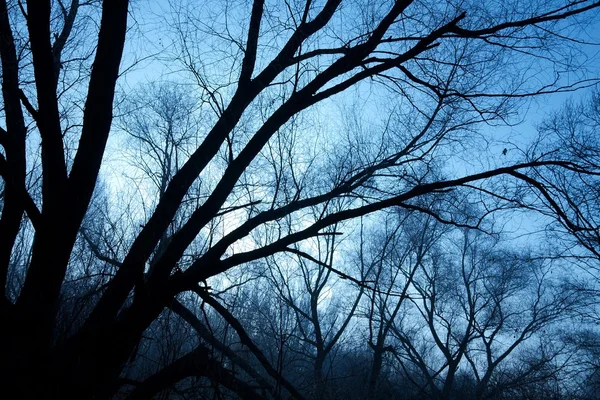 裸の森林 — ストック写真