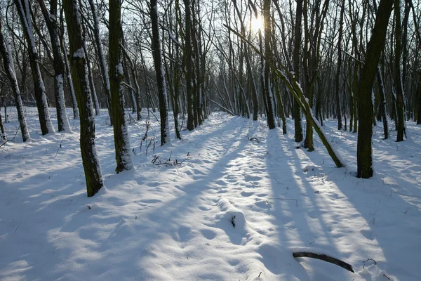 Зимовий ліс — стокове фото