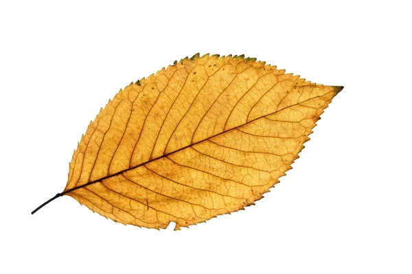 Autumn Leaf — Stock Photo, Image