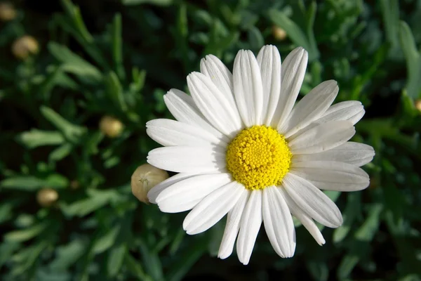 Closeup λουλούδι — Φωτογραφία Αρχείου
