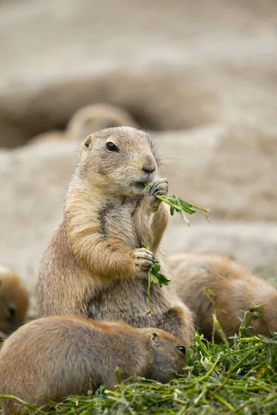 Prairie Dog — Stock Photo, Image