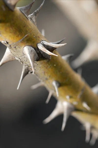 Thorns — Stock Photo, Image