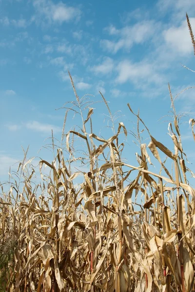 stock image Corn Field