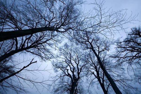 Creepy leafless trees towering against dusk sky
