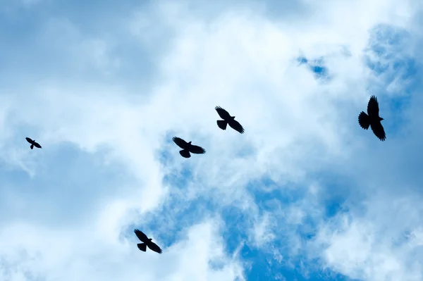 Ιπτάμενα πτηνά — Φωτογραφία Αρχείου