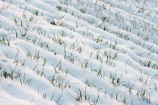 雪のフィールド — ストック写真