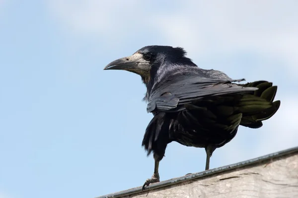Black Crow — Stock Photo, Image
