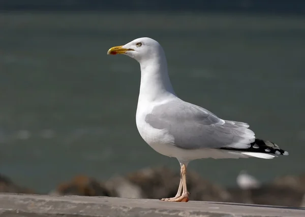 stock image Seagull