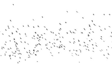 Many Birds clipart