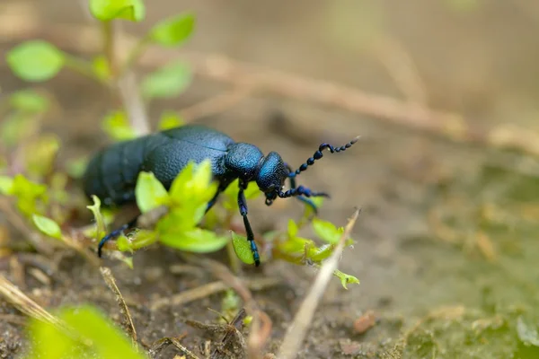 Bug on the ground — Stock Photo, Image