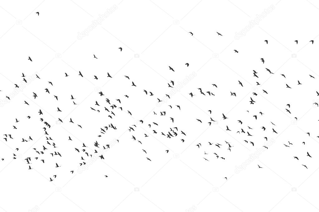 Many Birds