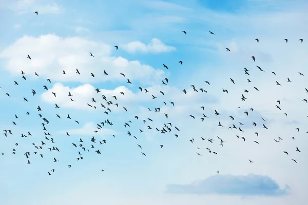 Много птиц — стоковое фото