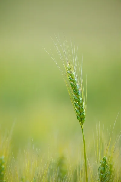 Zbliżenie pszenicy — Zdjęcie stockowe