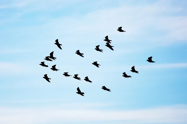 空飛ぶ鳥 — ストック写真