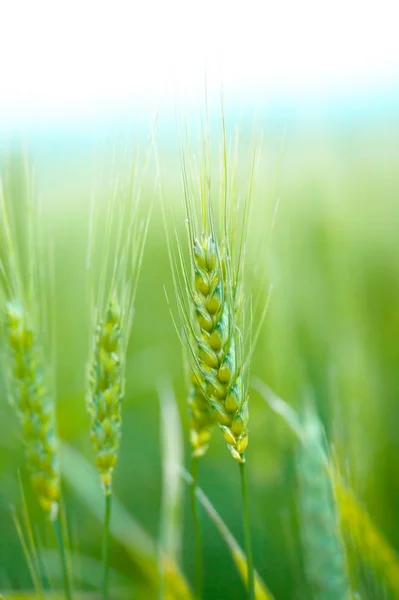 Крупный план пшеницы — стоковое фото
