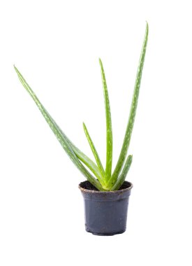 aloe tesisi