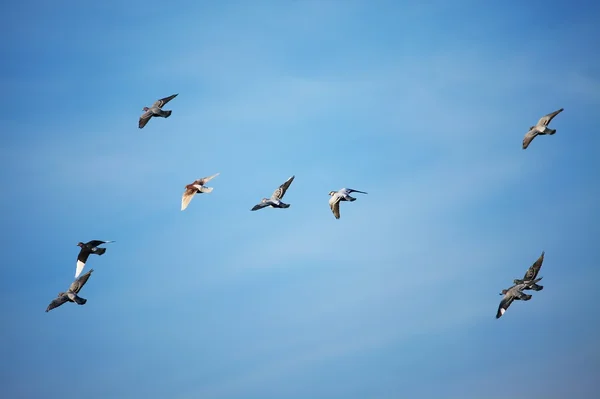 Летающие птицы — стоковое фото